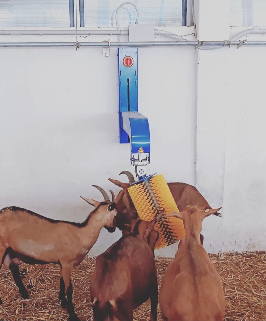 Grattino per le capre